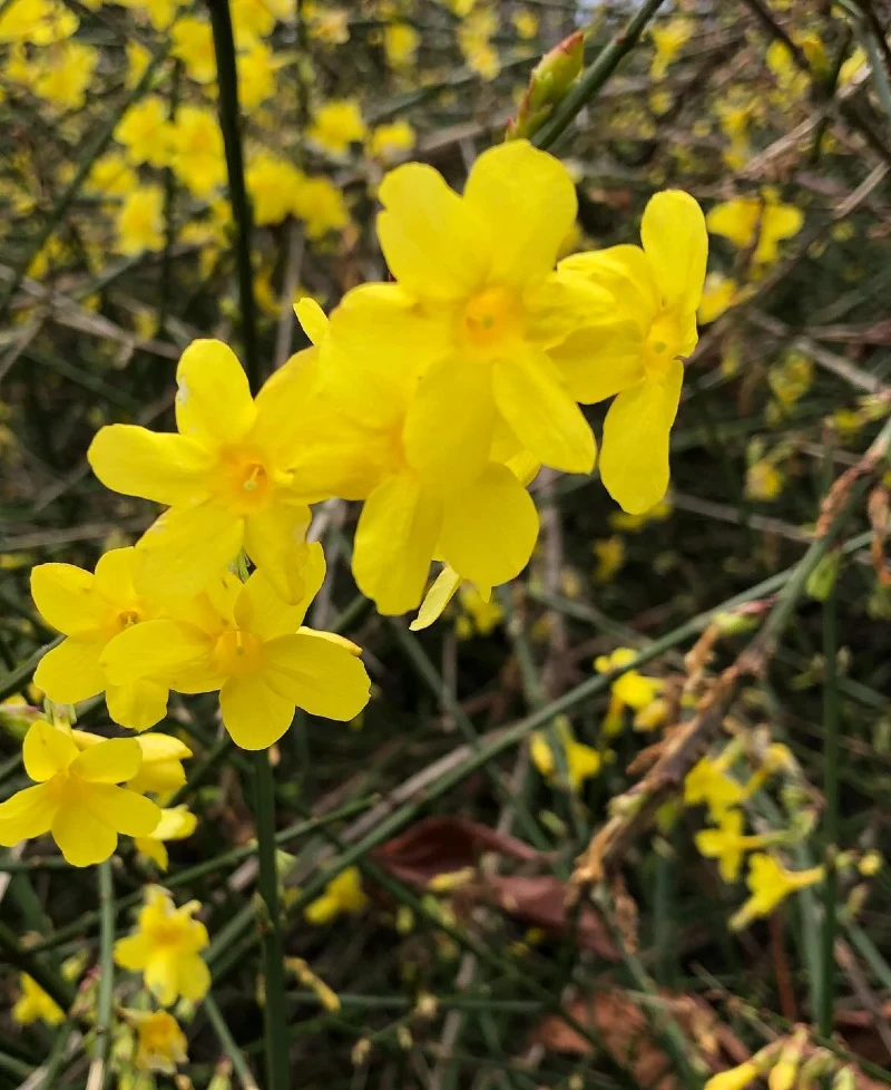 Winter Jasmine