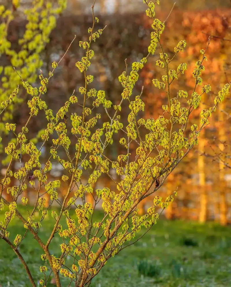 Witch Hazel